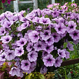 Петуния ампельная Опера Лилак Айс
