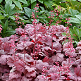 Гейхера  Grape Soda