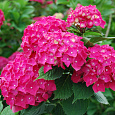 Гортензия крупнолистовая Пиа