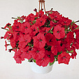 Петуния ампельная Саксесс Ред
