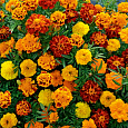 Бархатцы отклоненные Русский Размер F1, смесь