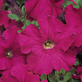 Петуния грандифлора Дримс Неон Роуз
